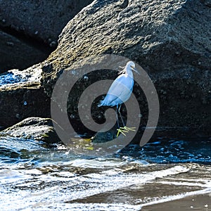 Snowy Egret Standing in Rocks on a Florida Beach