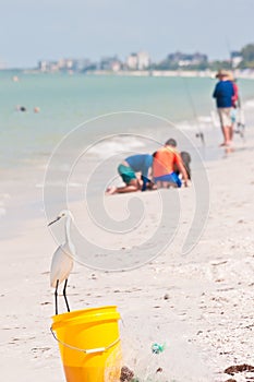 Snowy egret standing on a sandy tropical beach, checking for it`s safety before going to yellow pail filled with bait fish