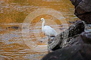 Snowy egret standing on a stone near water reflecting sunlight  blurred background