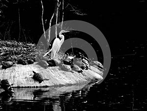 Snowy egret standing among turtles