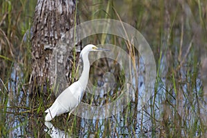 Snowy egret standing in the water.Big Cypress National Preserve.Florida.USA