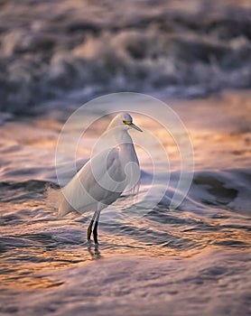 Snowy Egret Sunset Wading