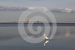 Snowy Egret with the Sunshine Skyway Bridge in the background