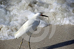 Snowy Egret in the Surf
