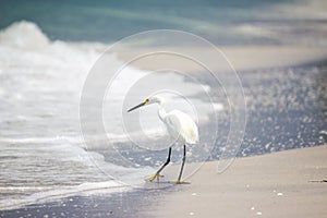 Snowy Egret Testing the Waters