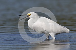 Snowy Egret tossing a small fish in the air - Pinellas County, Florida photo