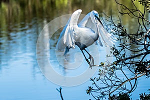 Snowy Egret Venice Florida Rookery