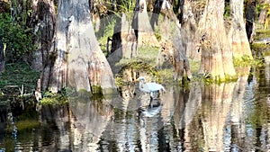 Snowy Egret Wades In Deep Water And Hunts