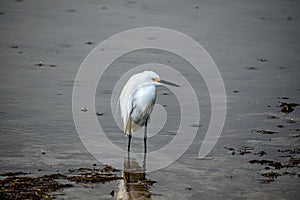 snowy egret wades in shallow swamp water