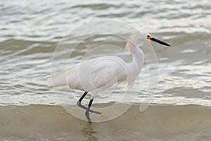 Snowy Egret Wades in the Surf