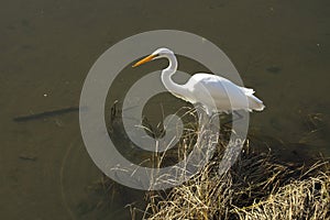 Snowy egret wades in the water seeking prey.