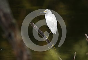 Snowy Egret wading bird at Pinckney Island National Wildlife Refuge photo