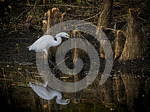 Snowy Egret Wading Among  Cypress Knees