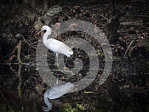 Snowy Egret Wading in a Cypress Swamp