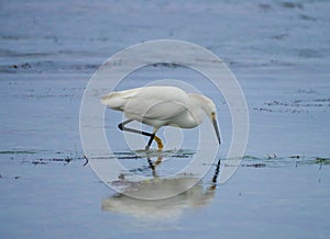 Snowy egret wading and hunting along the beach