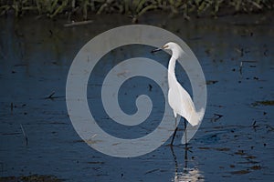 A snowy egret wading in a marsh.