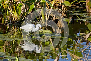 Snowy Egret Wading In A Pond Full Of Vegetation