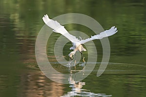 Snowy Egret Wading in shallow edge of lake