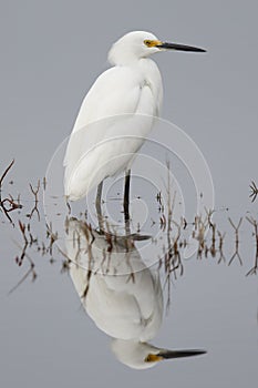 Snowy Egret wading in a shallow marsh - Florida photo