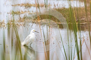 Snowy Egret Wading In Water In The Everglades of Florida