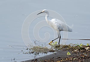 Snowy Egret walking by lake