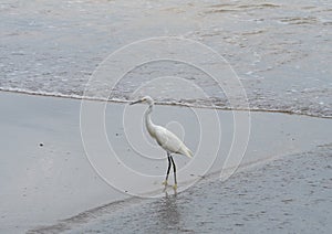 Snowy Egret walking on the sand trying to catch food photo