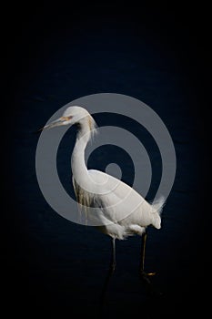Snowy Egret