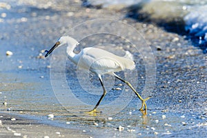 Snowy Egret Walking to Beach with Fish