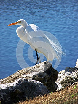 Snowy Egret by water