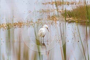 Snowy Egret In Water In Everglades of Florida