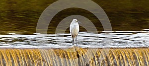 Snowy egret on a waterfall of a lake photo