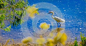 Snowy Egret in Waterfowl Reserve photo