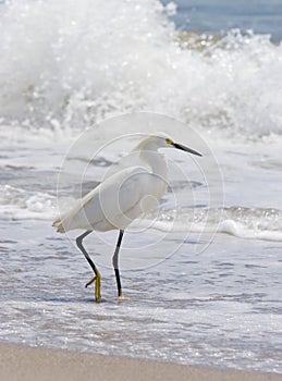 Snowy Egret and wave