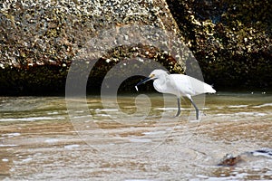 Snowy Egret With a Small Fish