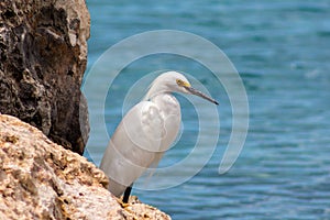 Snowy egret