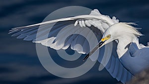 Snowy egret with wing outstretched wide