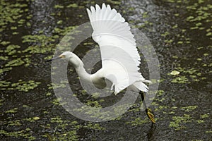 Snowy egret with wings outspread in the Florida Everglades.