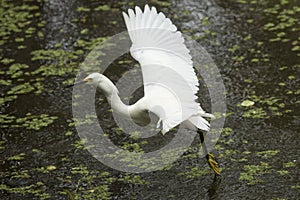 Snowy egret with wings outspread in the Florida Everglades. photo