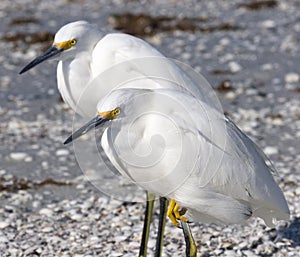 Snowy Egrets