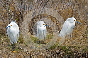 Snowy Egrets photo