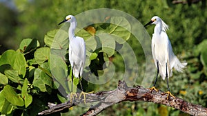 Snowy Egrets