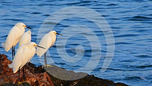 Snowy Egrets