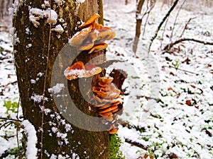 Snowy enokitake mushroom in forest.