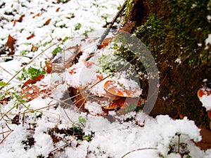 Snowy enokitake mushroom in forest.