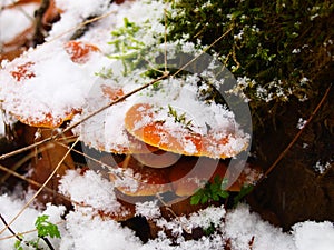 Snowy enokitake mushroom in forest.