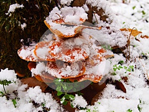 Snowy enokitake mushroom in forest.