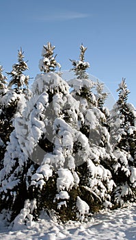 Snowy Evergreen Group