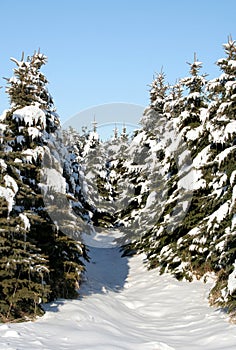 Snowy Evergreen Path