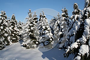 Snowy Evergreens