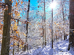 Snowy fall landscape